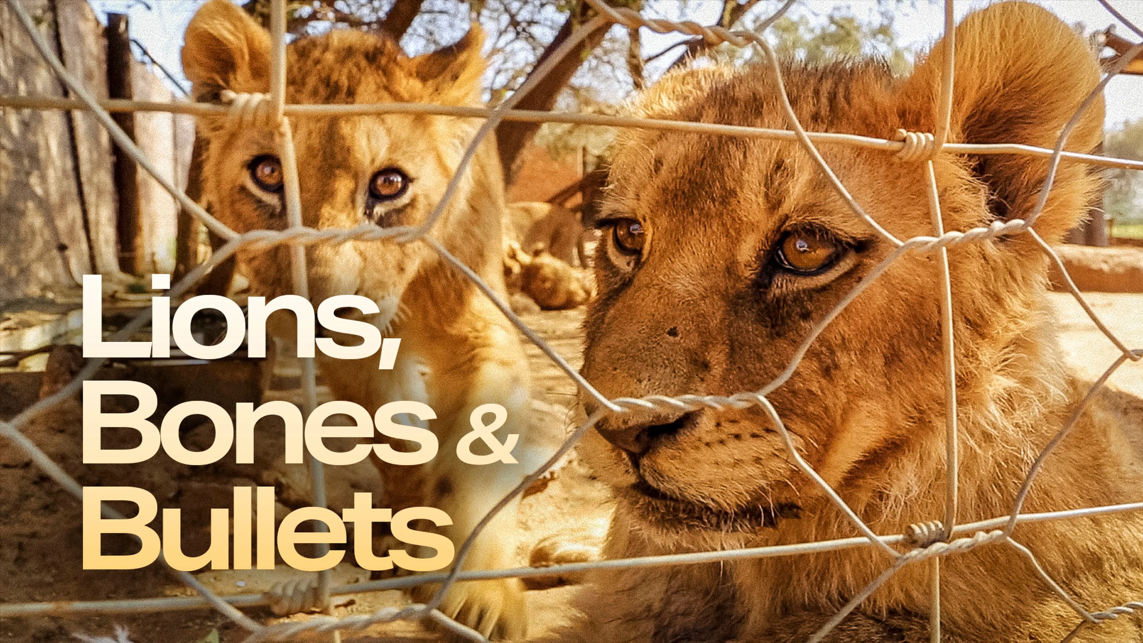 Lions, Bones & Bullets poster